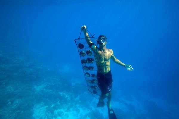 south-pacific-diver-huey_83738_600x450