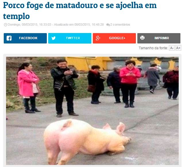 porco foge do matadouro e se ajoelha em templo