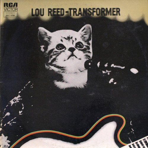cat_loureed_transformer