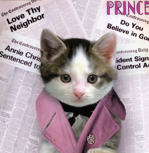 cat_prince