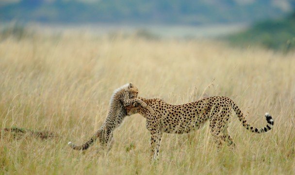 Foto: Sanjeev BhorLocal: Reserva Nacional de Masai mara, Quênia