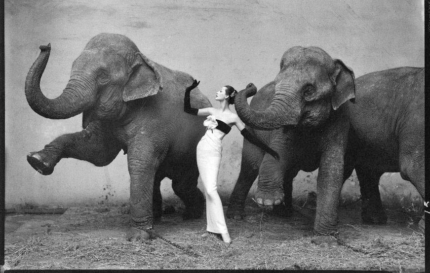 Elephant - Fashion (1955) by Richard Avedon