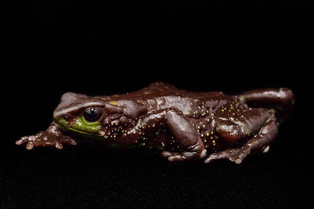 Atelopus-Nanay,-female,-one-of-four-specimen,-all-female.