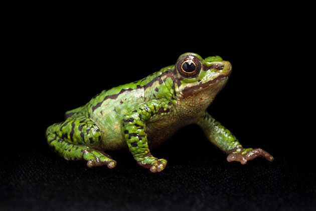 Atelopus-SP,-female,-one-of-three-specimen-known,-all-females.