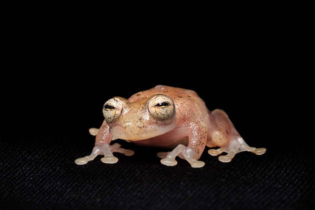 Centrolenidae-SP,-female,-still-found-in-their-natural-habitat.