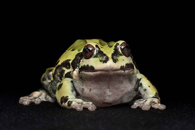 Gastrotheca-Espeletia,-male,-last-known-specimen.
