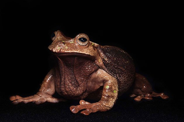 Gastrotheca-Testudinea,-male,-last-known-specimen.