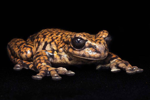 Hyloscirtus-SP,-gender-unknown,-last-known-specimen.