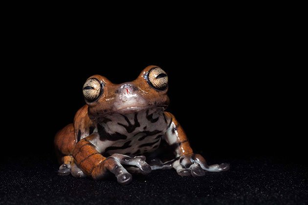 Hyloscirtus-larinopygion,-gender-unknown,-one-of-three-specimen-known.