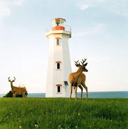 deer-lighthouse-quebec-westergren_83725_600x450