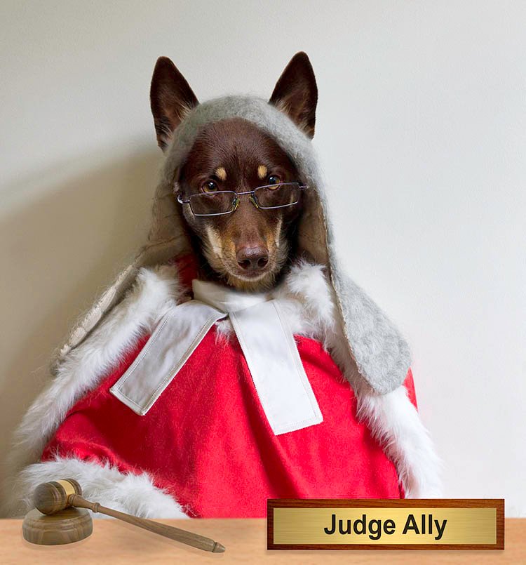 Judge Ally