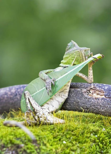 O lagarto tocando guitarra com uma folha