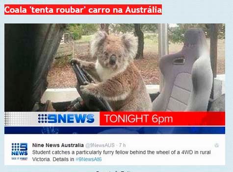 coala tenta roubar carro