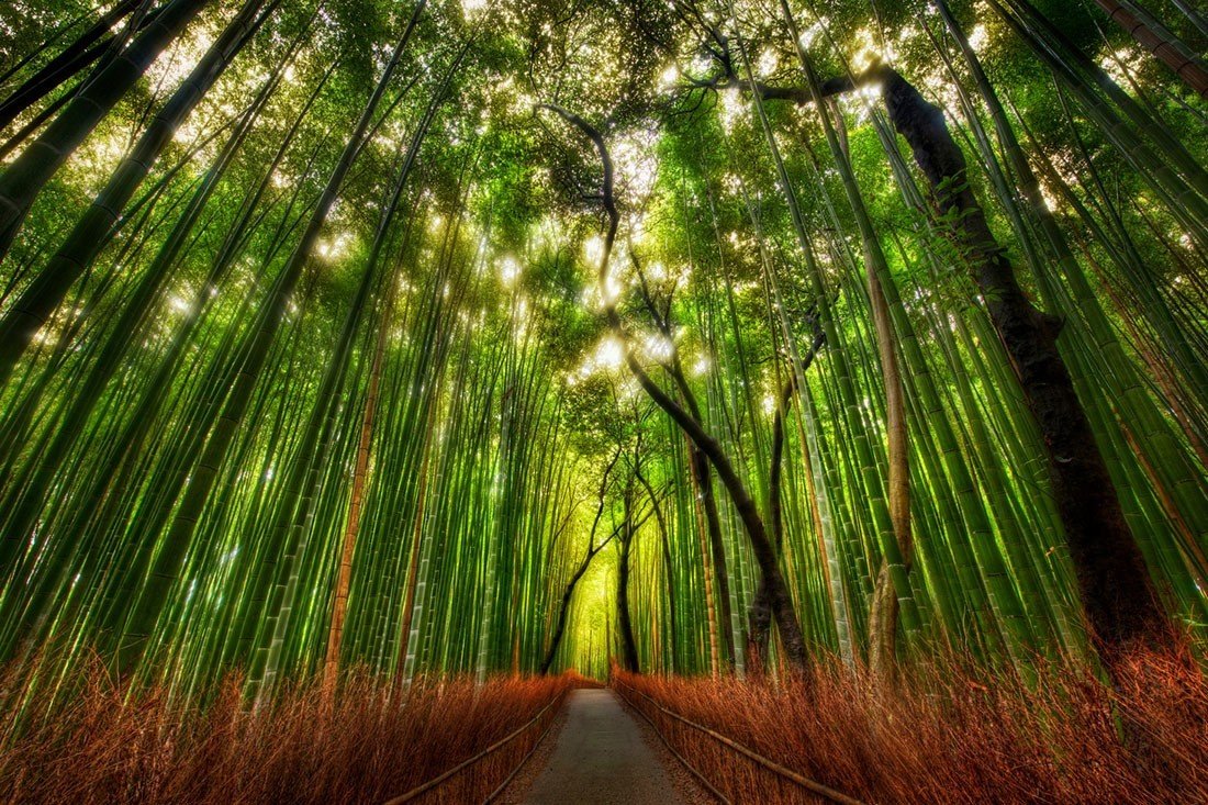 Arashiyama-Bamboo-Grove-Kyoto-Japão
